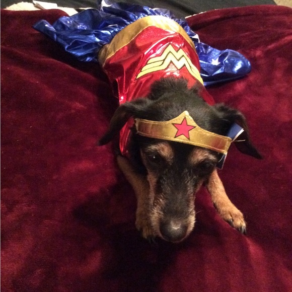 Meet your Poshers, Tracey and BeanieDoodle - Picture 10 of 15